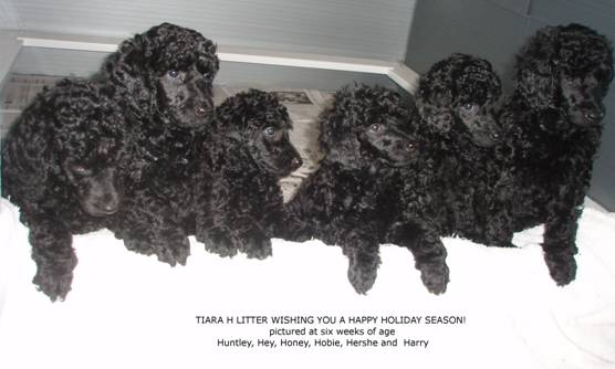 Vanitonia hotsell toy poodles